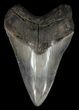 Serrated, Lower Megalodon Tooth - Georgia #60910-1